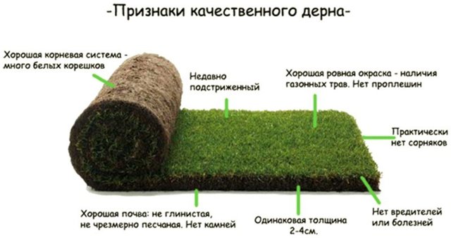 Фото 7. Осуществляем продажу рулонного газона по Харькову и области