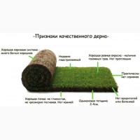 Осуществляем продажу рулонного газона по Харькову и области