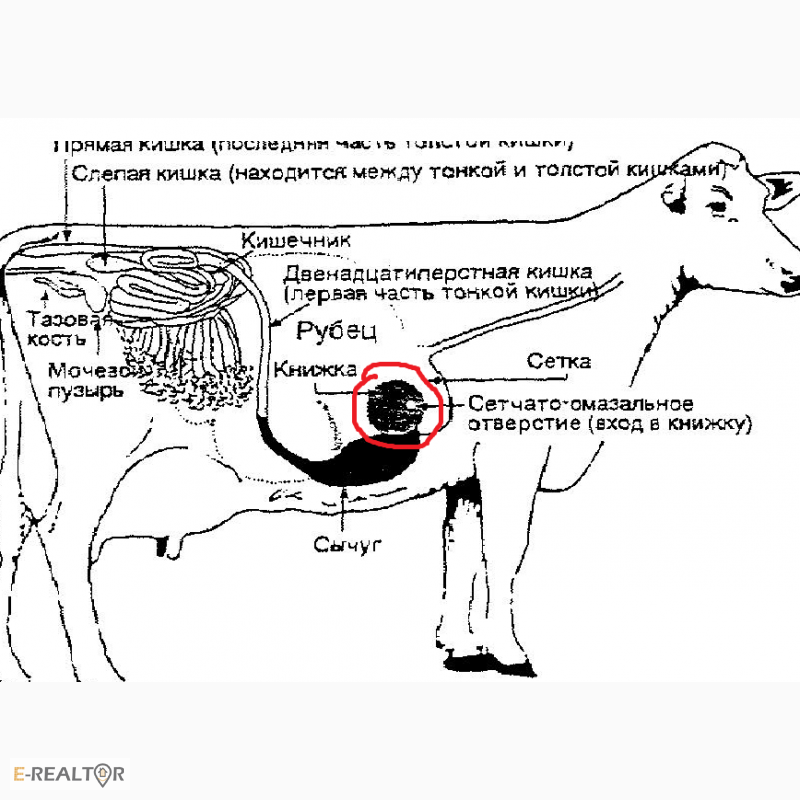 Рубец говяжий какая часть туши фото