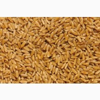 Пшеница оптом (FCA, FOB, CIF)