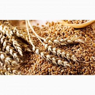 Очистка зерна – рапс, пшеница, ячмень, подсолнечник, кукуруза